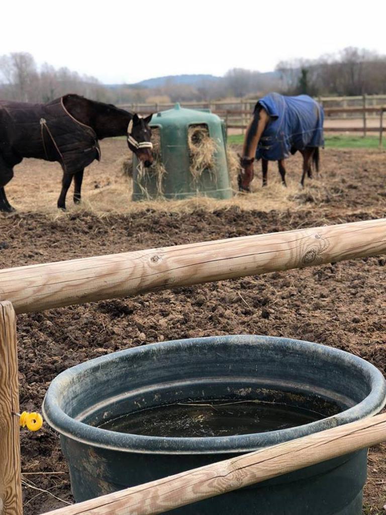 Pré collectif chevaux